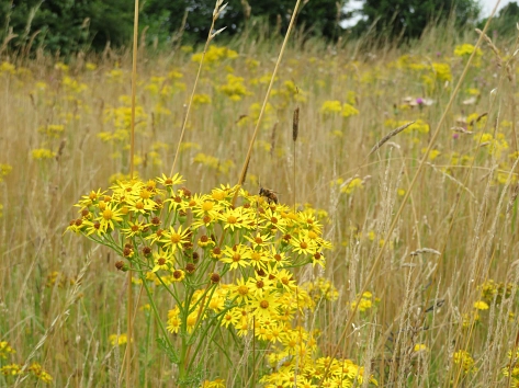 Feld mit Jakobskreuzkraut&nbsp;&copy;&nbsp;Gemeinde Weyhe